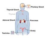 Endocrine System 